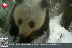 栖息地保护良好！都江堰：红外相机首次捕捉野生熊猫母子“合影”视频封面