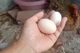 记录两只母鸡抢窝生蛋的全过程，原来鸡下蛋这么有意思！视频封面