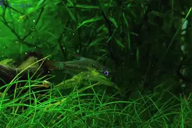 老外鱼缸不用过滤器看看怎么养鱼的视频封面