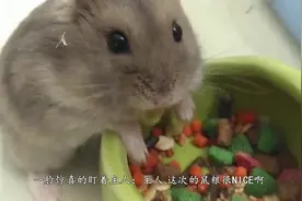 小仓鼠成功“越狱”，结果被鹦鹉给叼回了笼子，还把门关上了！视频封面