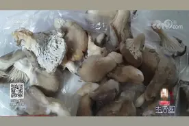 生活圈：平菇背面长白块，这是何原因所致，还能吃吗？听专家咋说