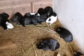 农村自家养殖的老鼠又叫荷兰猪，模样像极了兔子，钟钟好想抱回家