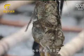 舌尖之旅：钦州是著名的“大蚝之乡”，生蚝最美味的吃法就是生吃