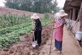 农村老妈闲不住，又在开荒翻土，累的气喘呼呼，决定要买台旋耕机视频封面
