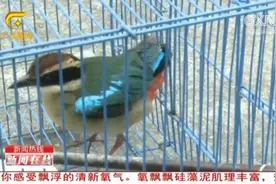 南宁一市民捡到国家二级保护动物仙八色鸫，全球仅存一万多只视频封面