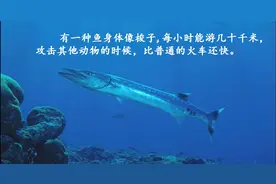 三年级下册语文知识第五十讲23课《海底世界》第二课时视频封面