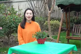 金鱼吊兰冬季怎么养，教你几招，枝繁叶茂，花开不断