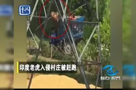 印度老虎入侵村庄被赶跑：这个村庄真的惹不起！视频封面