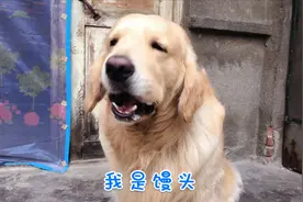 金毛喜欢相亲，理由有点逗，网友：让我再笑会视频封面