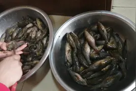 东北人就好这一口，虽然价钱贵，卖的就是火，老板娘收拾鱼好娴熟视频封面