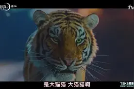 小女孩拥有通灵之体？喂养流浪猫意外见到老虎亡灵，来自长白山！视频封面