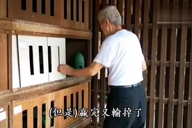 养鸽纪录片：70岁的养鸽子老人，讲述他的养鸽史！视频封面