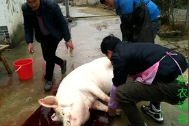 杀年猪200元一头，一天能赚多少钱？搞得好干净。视频封面