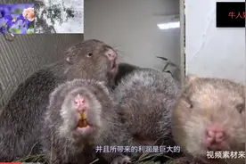 如次可爱的竹鼠，竟也有人把它当野味吃，它的危害有可能会致命视频封面