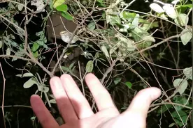 奇葩小伙晚上用热成像文明观鸟，并且挑战徒手抚摸它们，能成功吗
