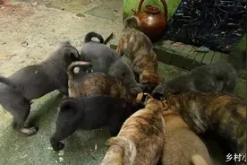 虎斑犬小狗受伤后才一天，又生龙活虎大口吃饭，不愧是中华田园犬视频封面
