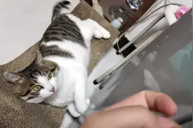 猫咪正躺着看主人逗它玩，突然听到开门声:他回来啦！反应真暖心视频封面