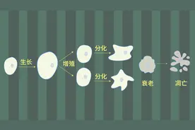 高中生物必修一重点：细胞的增殖——感知未来视频封面