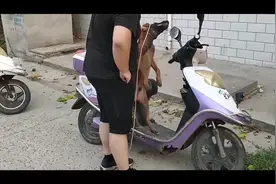 朋友骑个电瓶车领养马犬，看他如何带走