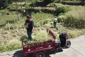 90后老婆是个女汉子，家里收割油菜，她直接开着三轮摩托车拉回家视频封面