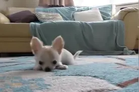 一只可爱的吉娃娃，主人逗它玩，它开心的在主人面前跳来跳去视频封面