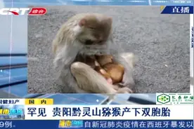 罕见！贵阳黔灵山一猕猴产下双胞胎，爱猴人士亲切称“大双小双”视频封面