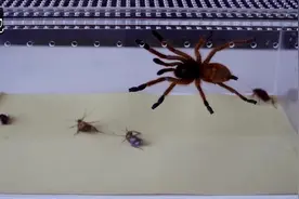 吞噬蟑螂的非洲橙巴布大蜘蛛