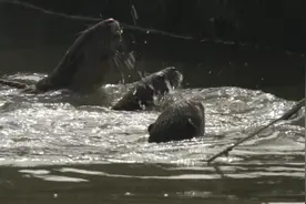 纪录片：恒河-第3集：水之乡视频封面