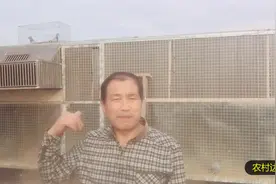养鸽三十年的农村大叔，教你如何正确地给2—3月龄的小鸽子开家视频封面