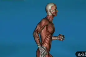 肌肉是如何运动的动画演示给你看