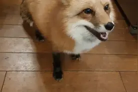 在家养一只超可爱的小狐狸