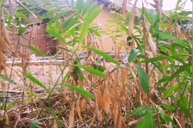 广西农村农民工未返工，用猪肚煲山姜，有胃病吃几次很快就好转。