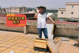 楼顶养蜂合并技术，1喷2试3合群，老农养殖方法很实用