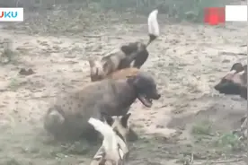 掏肛神技的终极对决  斑鬣狗寡不敌众被非洲野狗活活咬死视频封面