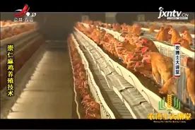 崇仁麻鸡7：肉鸡采用放牧式饲养，蛋鸡主要采取笼养的方式视频封面