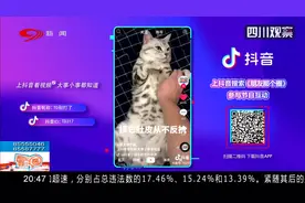 喵星人你喜欢吗？看完这个视频你是不是也想养只猫，没事撸撸它