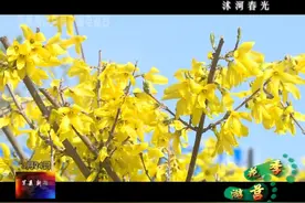 莒县沭河公园：百花竞放满园春视频封面