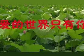 爱的世界只有你，爱着你爱着你，就这样爱着你视频封面