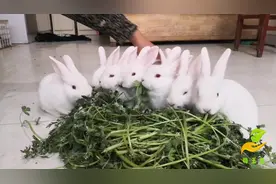 刚满月的小白兔屋里乱窜，还上演了一出鲤鱼跳龙门，太好玩了