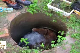 牛也怕打雷？600多斤大黄牛受惊掉进排水渠视频封面