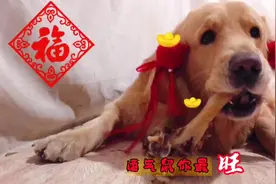 金毛馒头给大家拜年，祝福语到位，太萌了视频封面