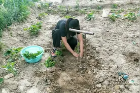 农村美女在田间摘辣椒，有说有笑，幸福满满。视频封面