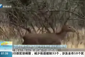 新风景！大连滨海路野生梅花鹿排队过马路，过往市民纷纷拍照留念视频封面
