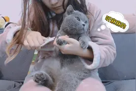 呆萌蓝猫vs沙雕奶牛，家有两只性格截然相反的猫是一种怎样的体验