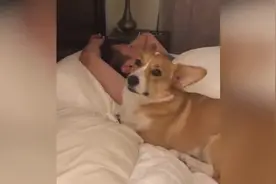 体贴狗狗想叫爸爸，钻怀里小声嘤嘤嘤：可以起床陪我玩吗？