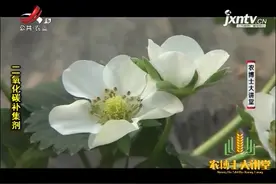 补集剂1：二氧化碳补集剂，含有的小球藻，能捕捉二氧化碳视频封面