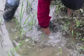 农村锋哥展示抓黄鳝绝技,分分钟抓一条，轻松捕获大量黄鳝。