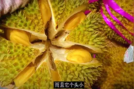 3月吃甲仑榴莲好时节，猫山王和金枕都1000多，建议吃猫山王榴莲视频封面
