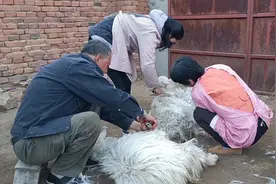 帮大爷给羊梳羊绒，羊疼的咩咩叫，心疼了视频封面