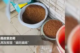 疫情封路主人回不了家 好心邻居投喂狗狗不料结局反转视频封面
